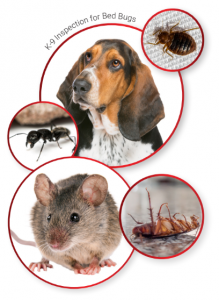 Advantage Pest