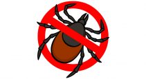 lyme disease