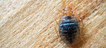 Bed bug infestation: When condominium unit owners block pest control