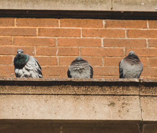 birds