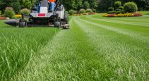 lawn