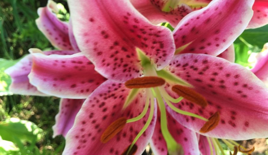 lilies