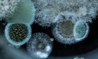 mould