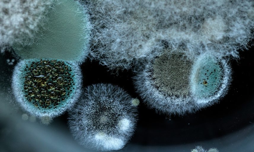 mould