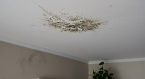 mould