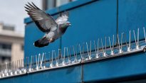 pest management