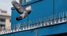 pest management