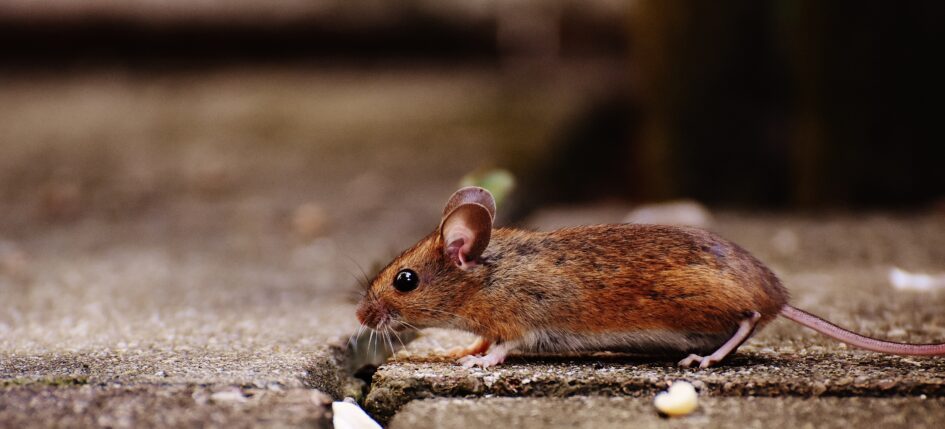 pest-free