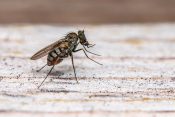 washroom pests