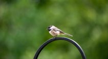 bird friendly