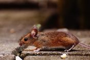 fall pests